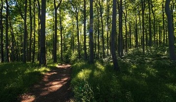 matthias-pens-B7IhKT2I66A-unsplash Wald